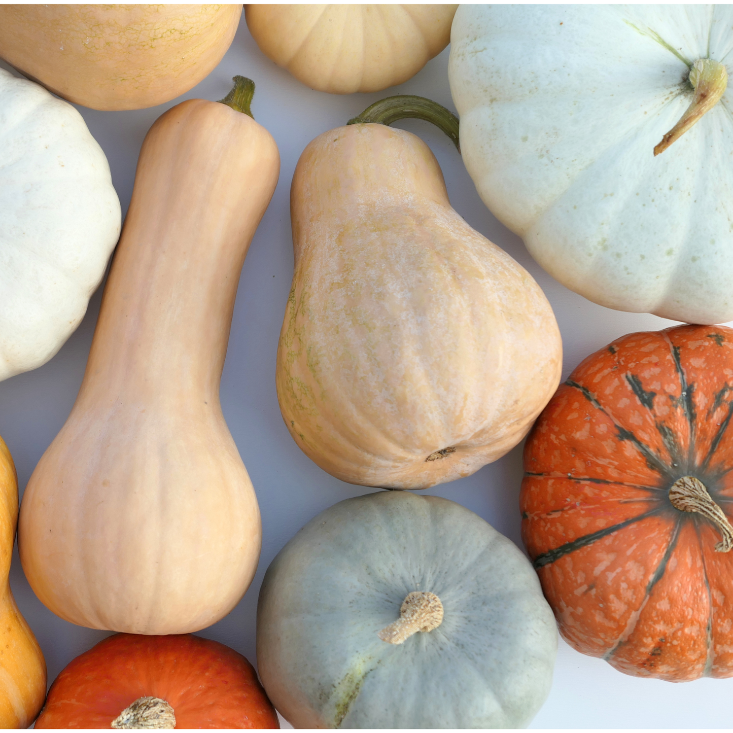 Squash Therapy