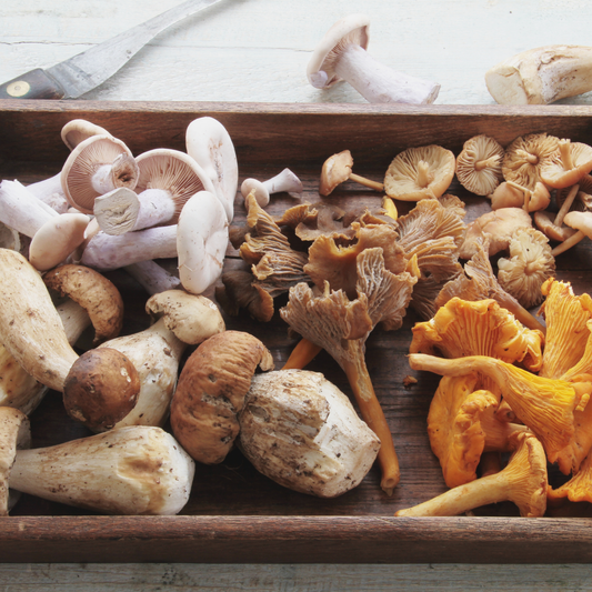 Magnificent Mushrooms