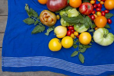 20130817NH-Tomatoes1_1_0.jpg